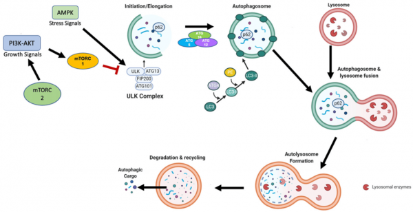 8-Autophagy-1.png 의외로 피부에 존나게 좋은 행동